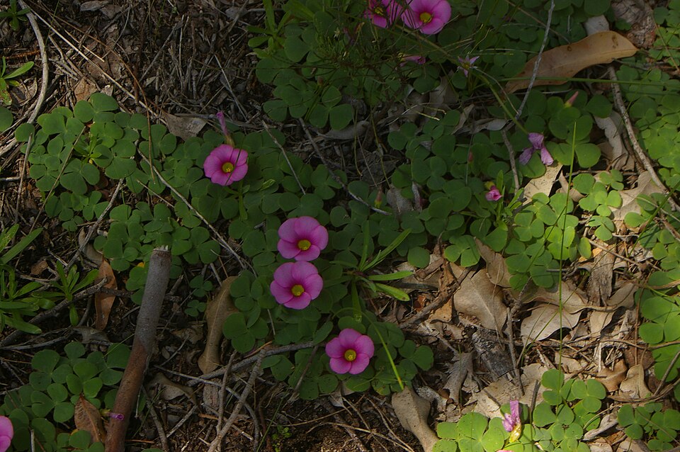Oxalis purpurea (Purple woodsorrel) (alternate view 10)