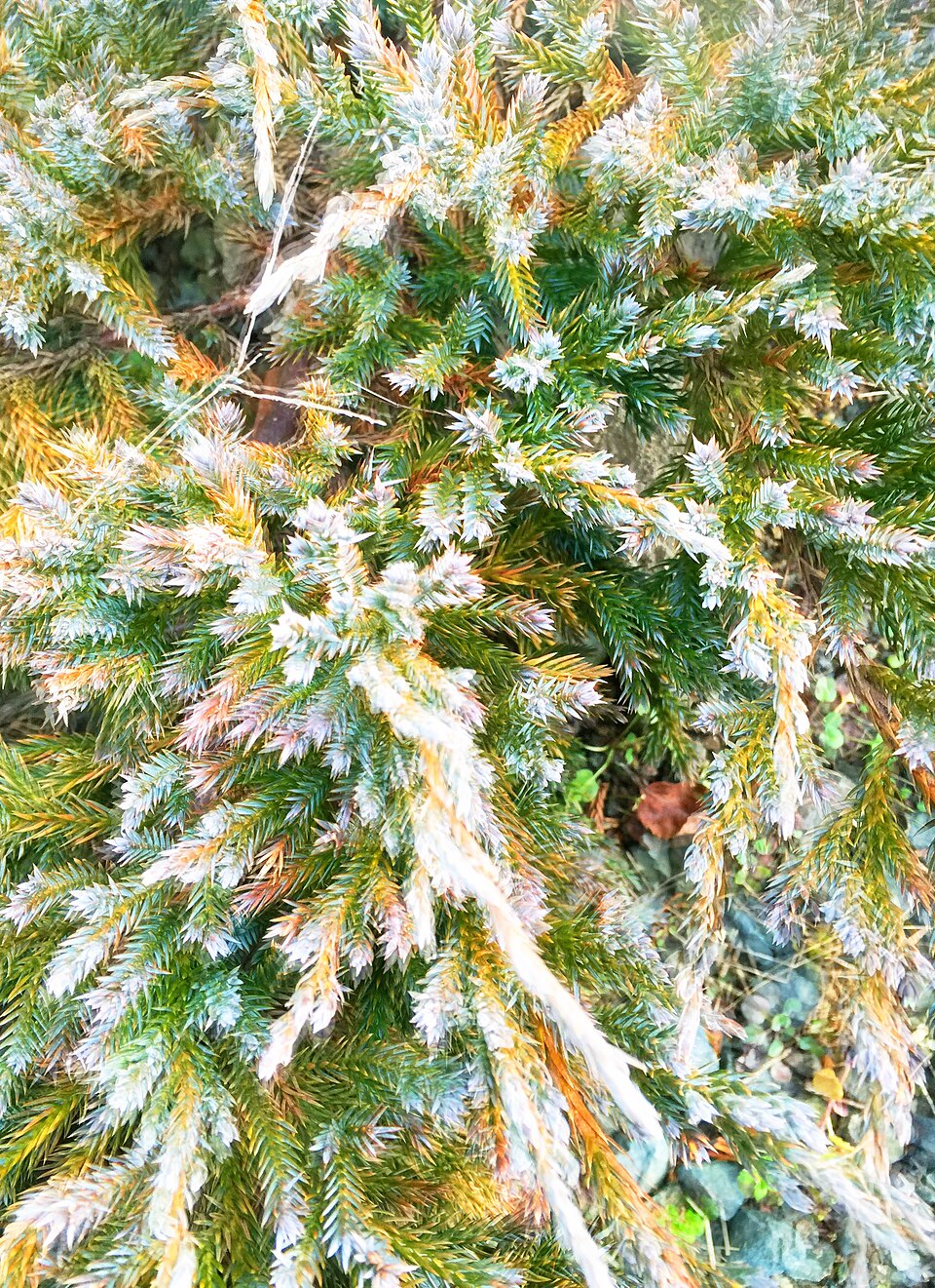 Juniperus squamata 'Blue Carpet' (Blue Carpet Singleseed Juniper) (alternate view 2)