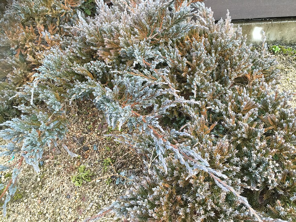 Juniperus squamata 'Blue Carpet' (Blue Carpet Singleseed Juniper) (alternate view 3)