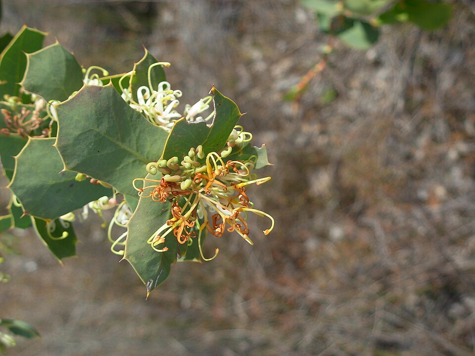 Hakea prostrata (Harsh Hakea) (alternate view 6)