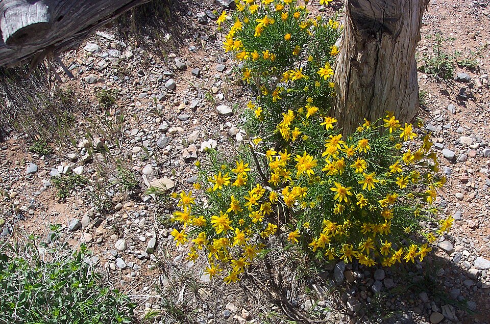 Senecio flaccidus (threadleaf groundsel) (alternate view 8)