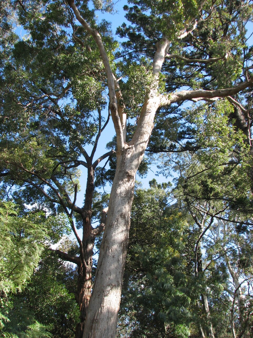 Angophora floribunda (Rough-barked Apple) (alternate view 6)
