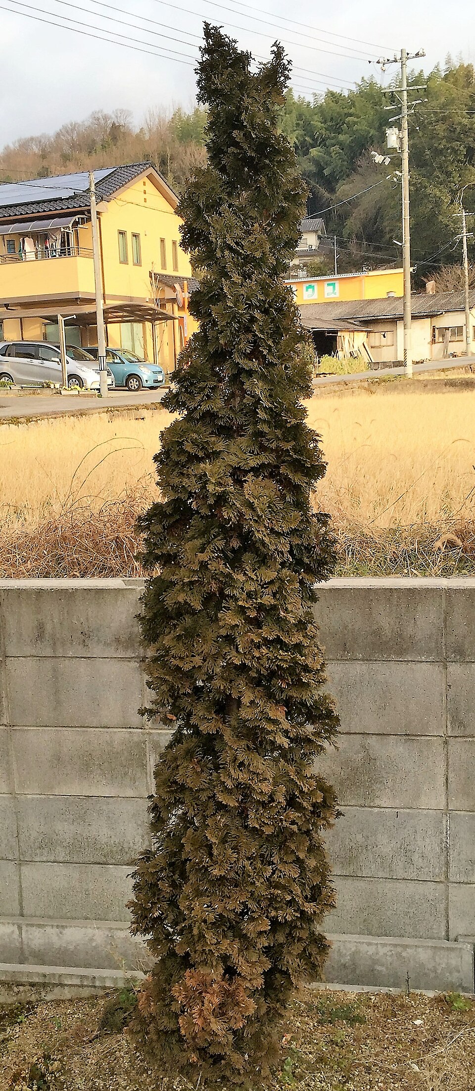 Thuja occidentalis 'Degroot's Spire' (Degroot's Spire Thuja) (alternate view 2)