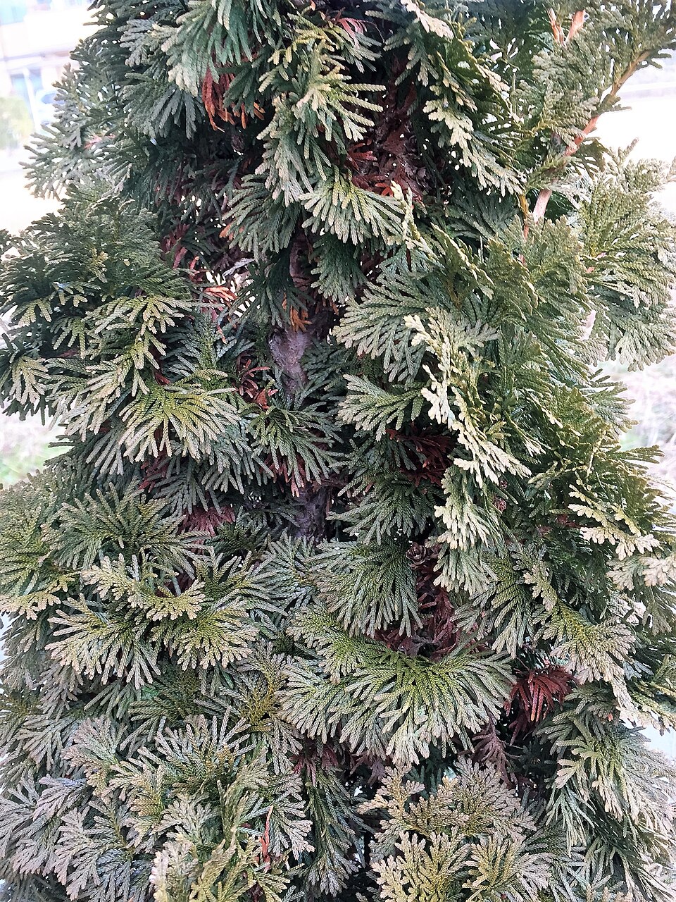 Thuja occidentalis 'Degroot's Spire' (Degroot's Spire Thuja) (alternate view 3)