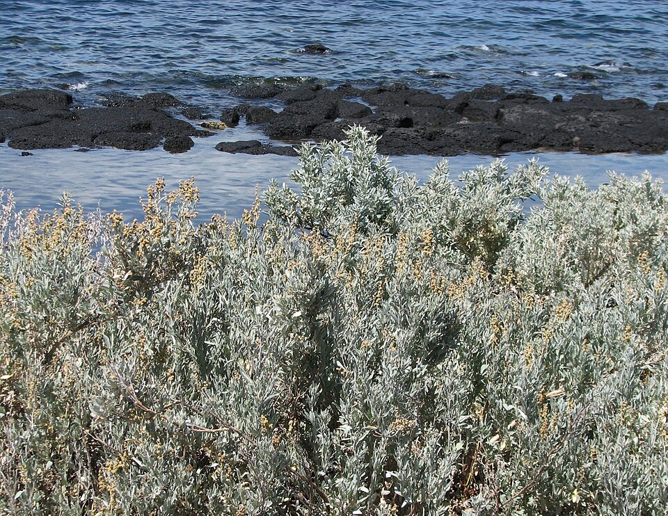 Atriplex cinerea (Grey Saltbush) (alternate view 6)