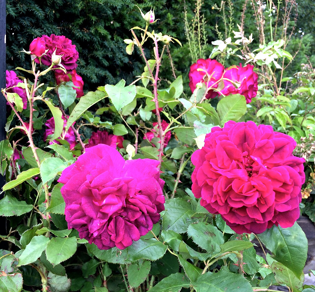 Rosa 'Munstead Wood', Rose 'Munstead Wood' — upright deciduous (Rosaceae) (image 2 of 10)