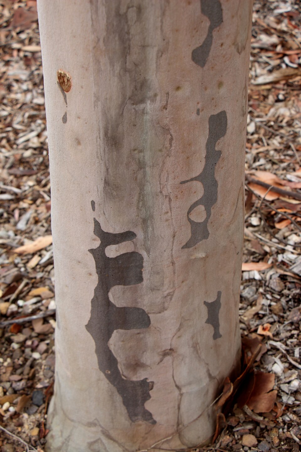 Corymbia variegata (Northern Spotted Gum) (alternate view 6)
