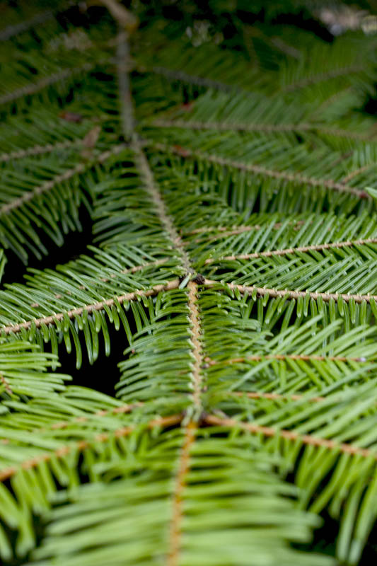Abies grandis (grand fir) (alternate view 7)