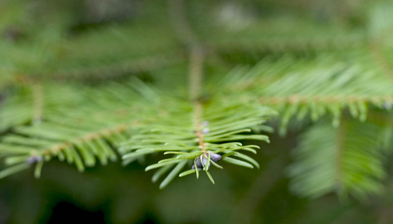 Abies grandis (grand fir) (alternate view 8)