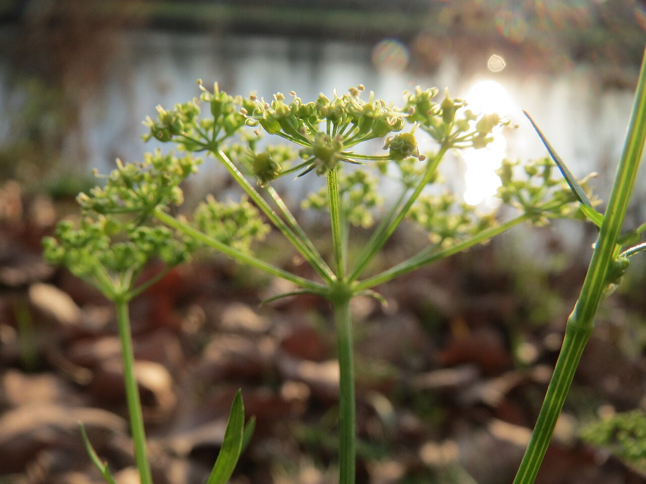 Petroselinum crispum, Parsley — clumping semi-evergreen (Apiaceae) (image 7 of 7)