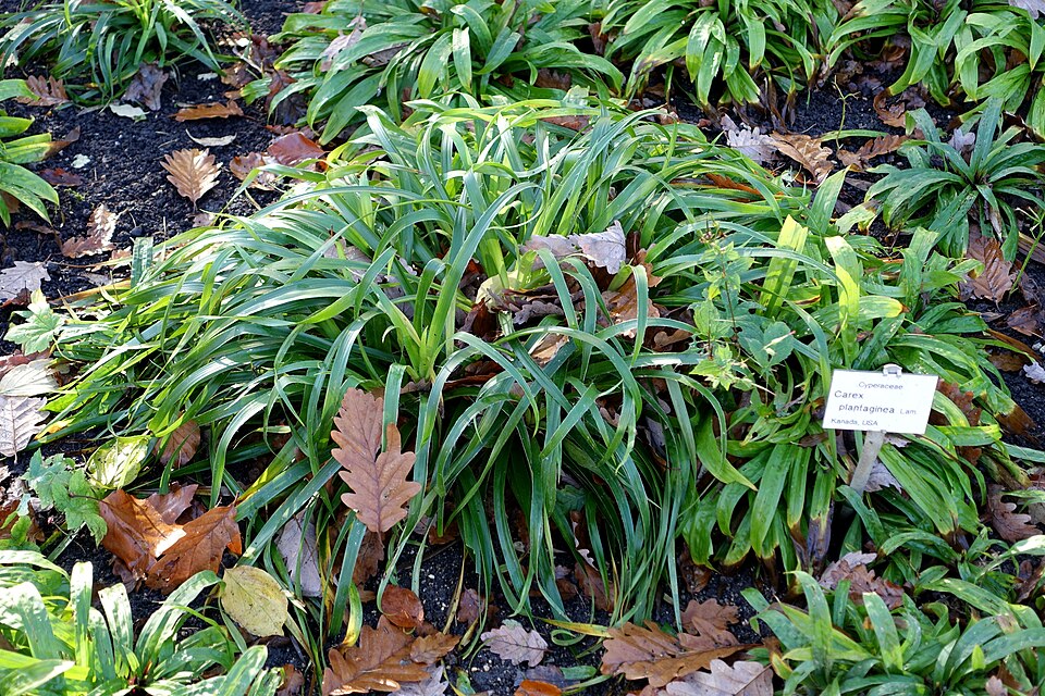 Carex plantaginea (Plantain-Leaved Sedge) (alternate view 5)