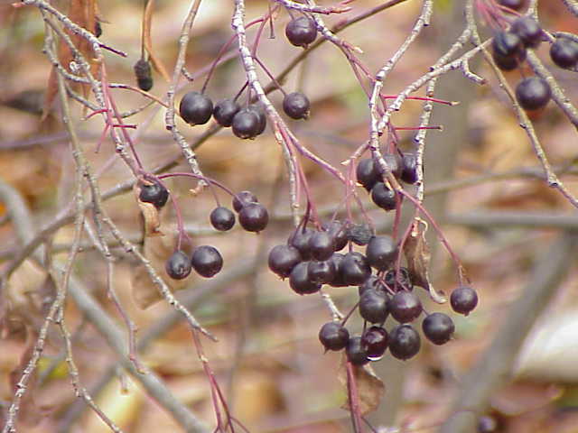 Aronia × prunifolia (purple chokeberry) (alternate view 9)