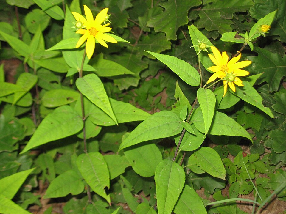 Helianthus divaricatus (woodland sunflower) (alternate view 6)
