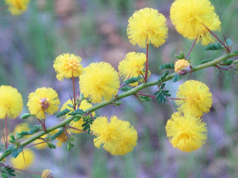 Acacia pulchella (Prickly Moses)