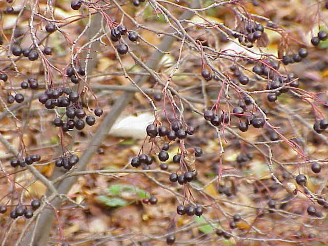 Aronia × prunifolia (purple chokeberry) (alternate view 10)