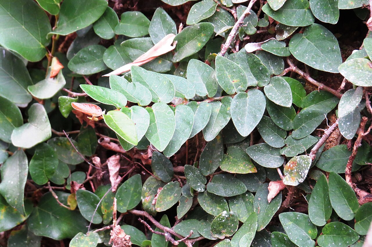 Ficus pumila, Creeping fig — climbing evergreen (Moraceae) (image 9 of 10)