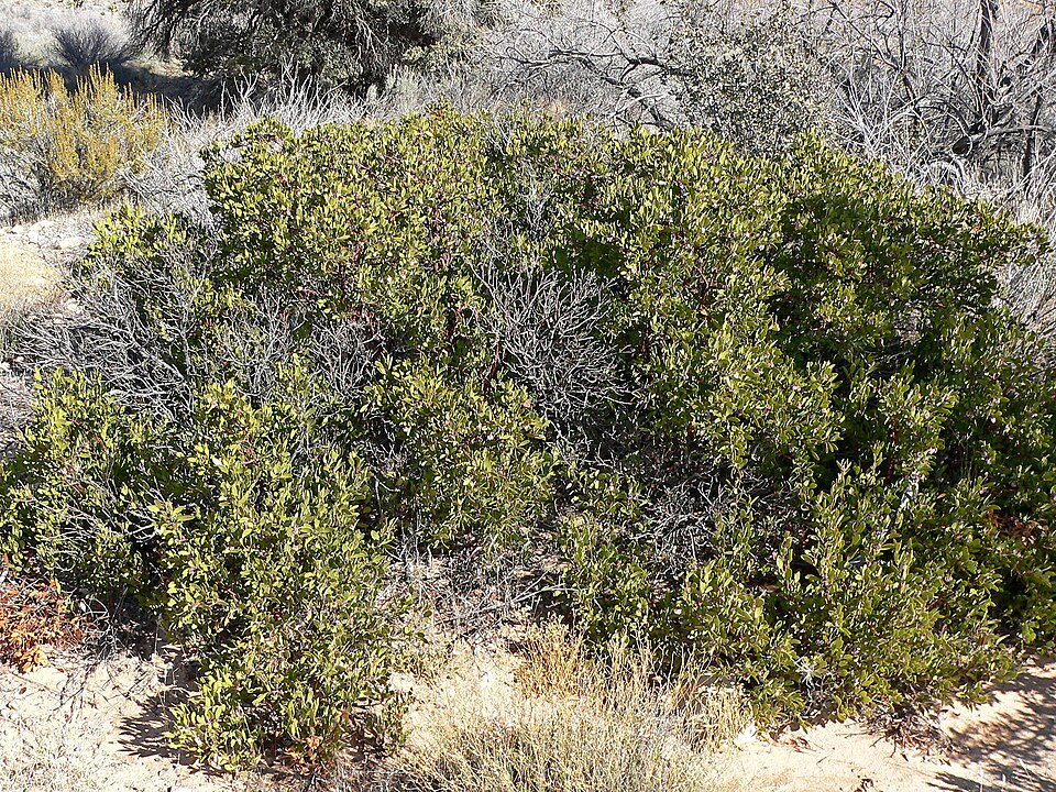 Arctostaphylos pungens (pointleaf manzanita) (alternate view 6)