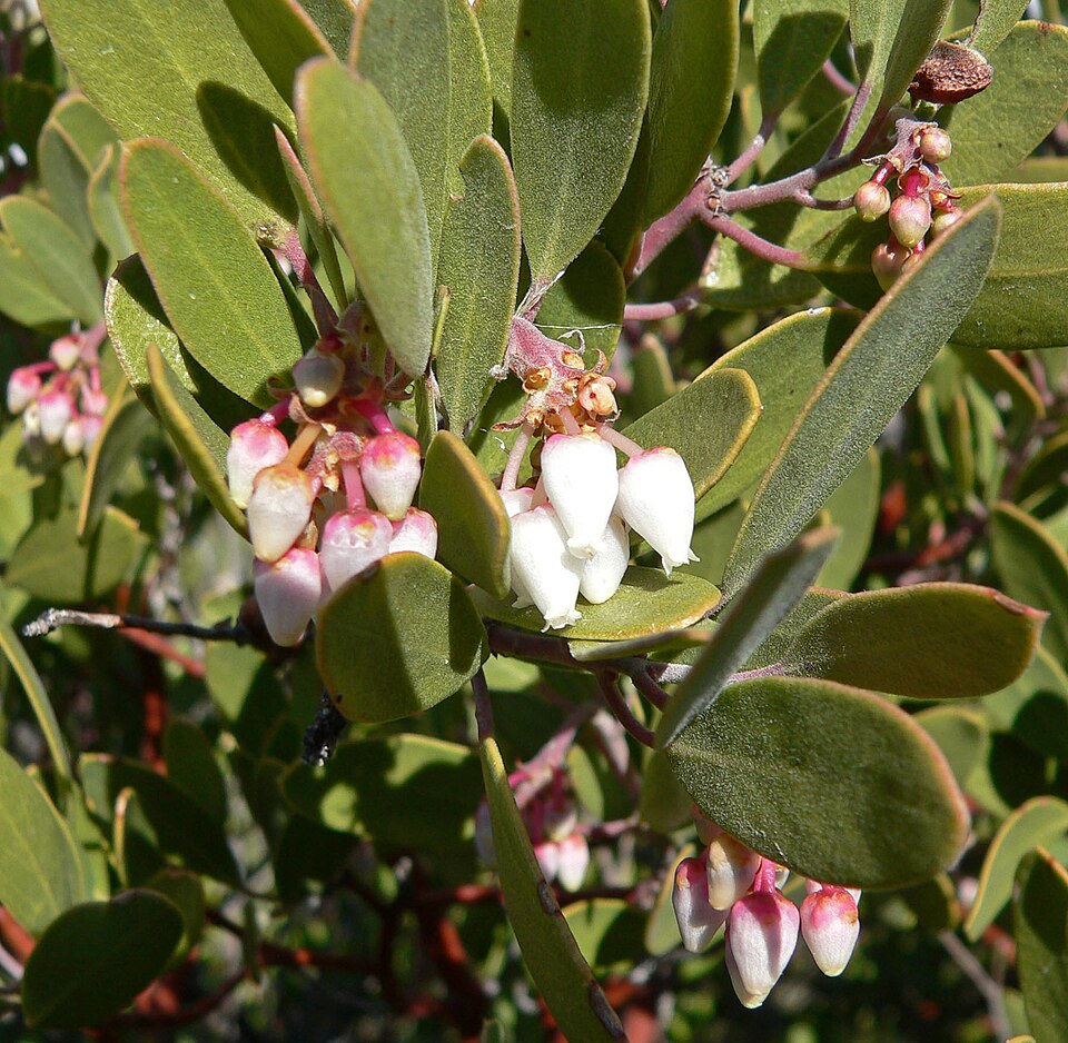 Arctostaphylos pungens (pointleaf manzanita) (alternate view 7)