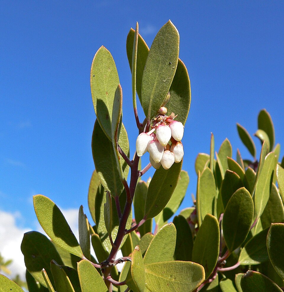 Arctostaphylos pungens (pointleaf manzanita) (alternate view 8)
