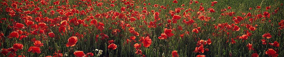 Papaver rhoeas (common poppy)