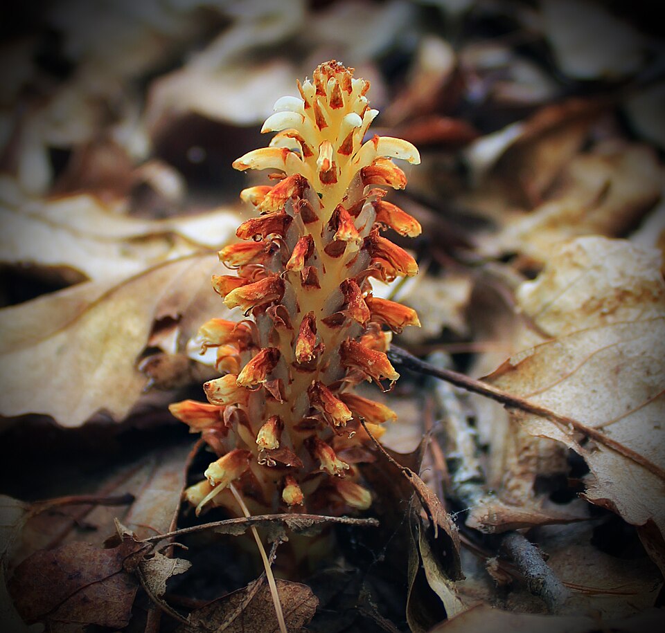 Conopholis americana (American cancer-root)