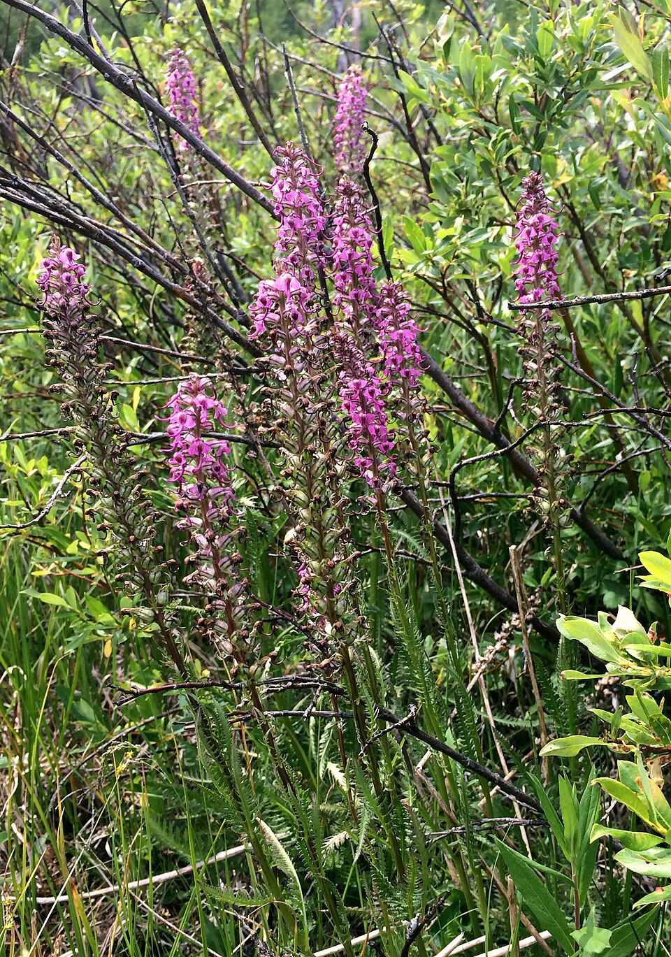 Pedicularis groenlandica (Elephant's-Head lousewort) (alternate view 7)
