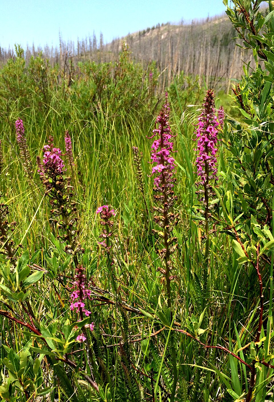 Pedicularis groenlandica (Elephant's-Head lousewort) (alternate view 8)