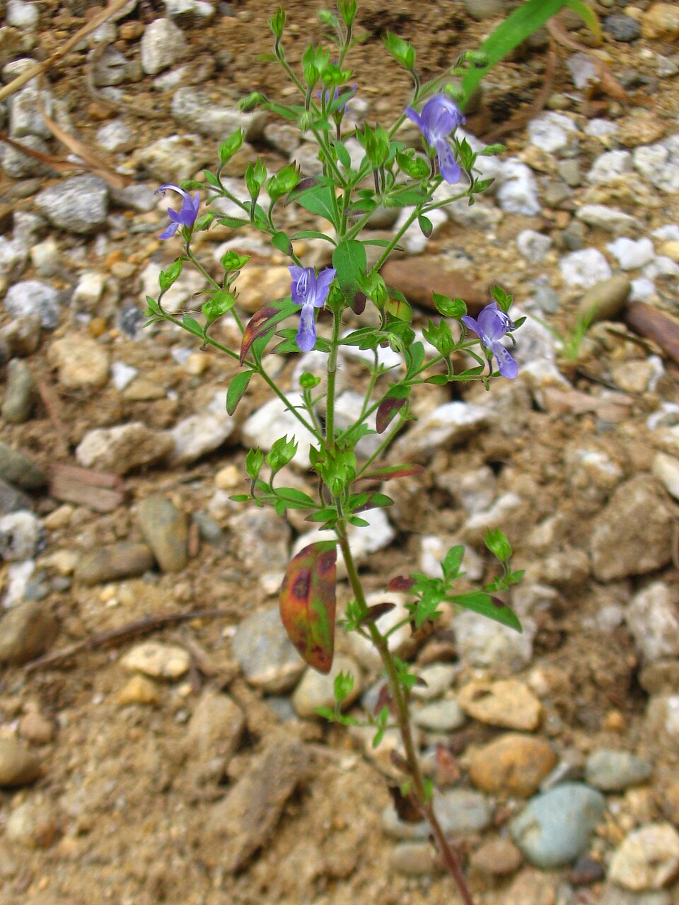 Trichostema dichotomum (Blue Curls) (alternate view 6)
