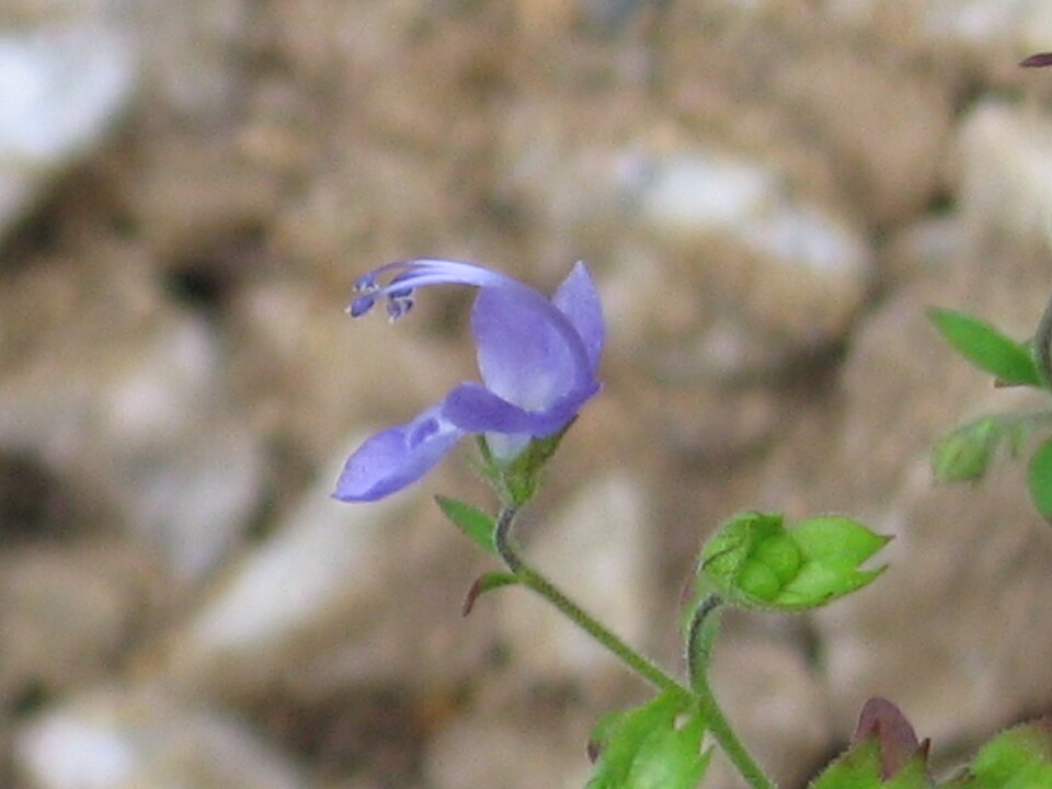 Trichostema dichotomum (Blue Curls) (alternate view 7)