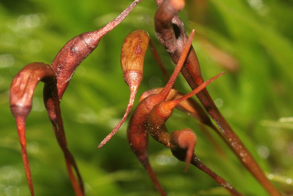 Dicranum scoparium (Broom Forkmoss)