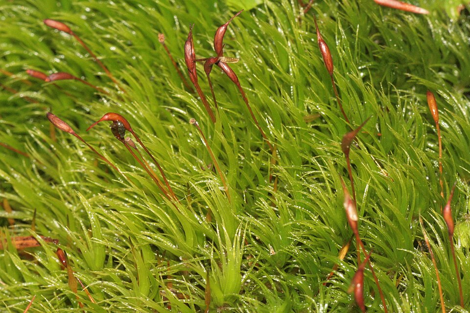 Dicranum scoparium (Broom Forkmoss)