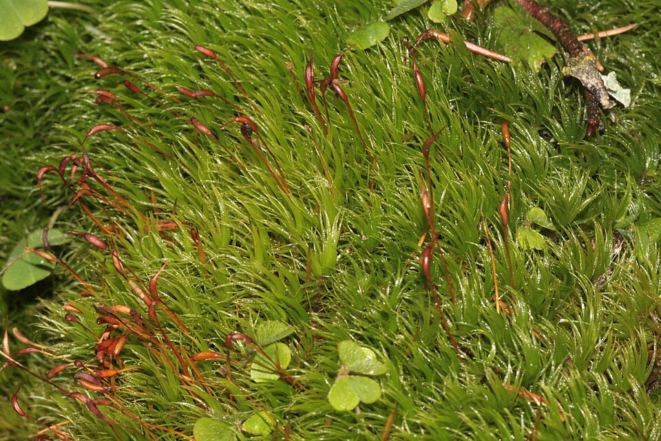Dicranum scoparium (Broom Forkmoss)