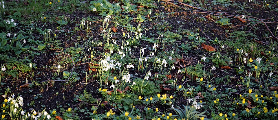 Eranthis hyemalis (Winter Aconite)
