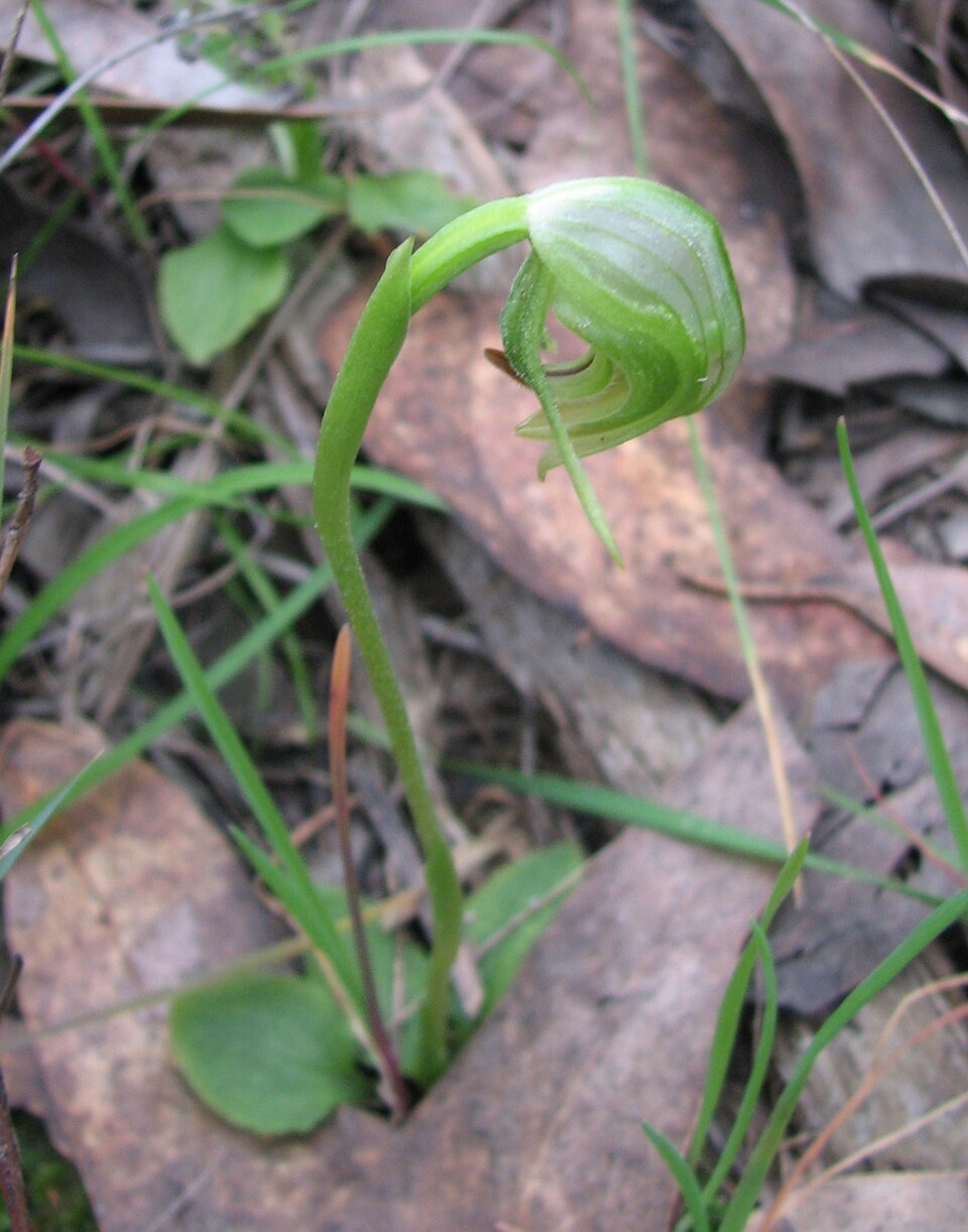 Pterostylis nutans (Nodding Greenhood)