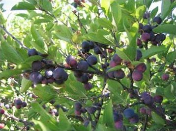 Prunus maritima (Beach Plum)