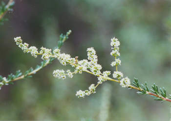 Adenostoma fasciculatum (chamise)