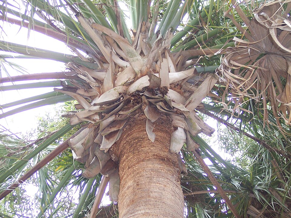 Sabal palmetto (cabbage palmetto)