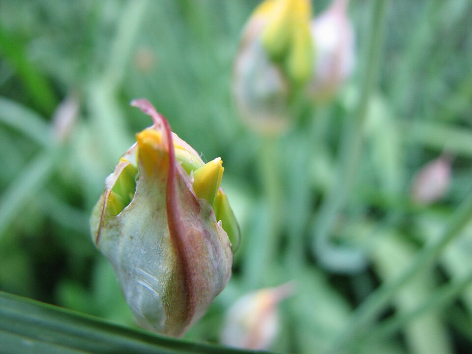 Allium moly (Golden Garlic) (alternate view 9)