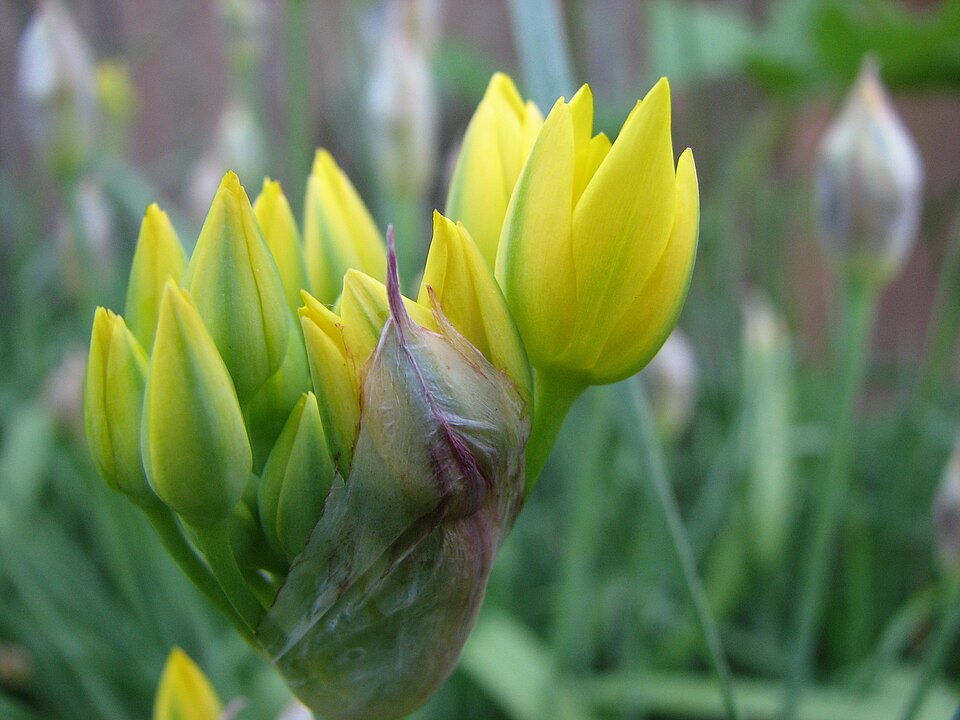 Allium moly (Golden Garlic) (alternate view 10)