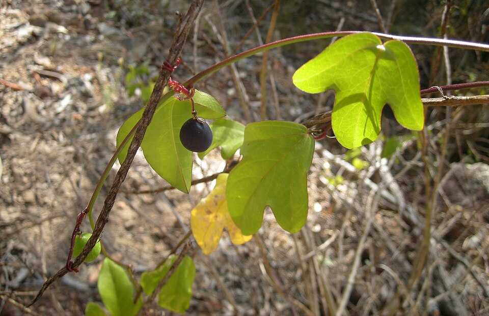 Passiflora suberosa (corkystem passionflower) (alternate view 9)