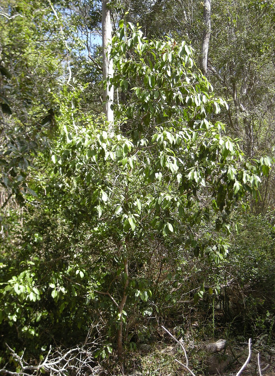 Geijera salicifolia (Axe Gapper) (alternate view 6)