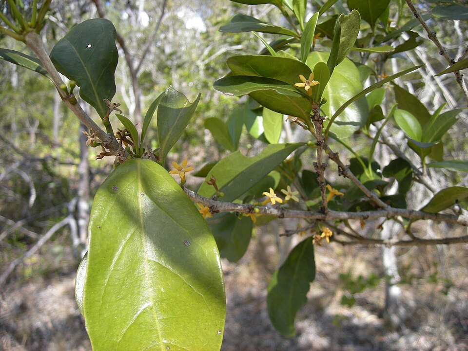 Cyclophyllum coprosmoides (Coast Canthium) (alternate view 6)