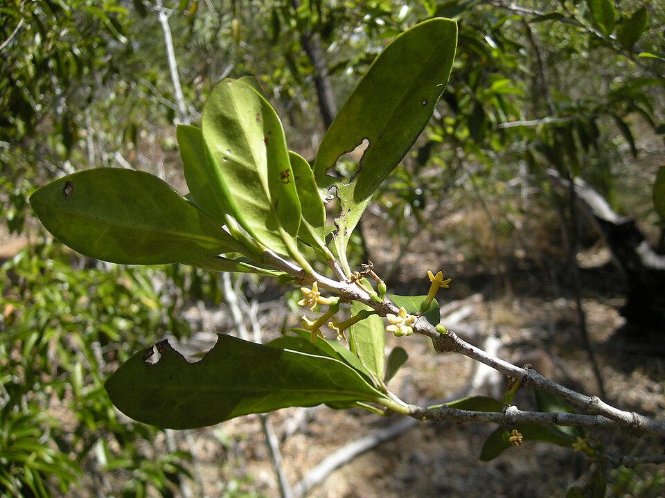 Cyclophyllum coprosmoides (Coast Canthium) (alternate view 7)