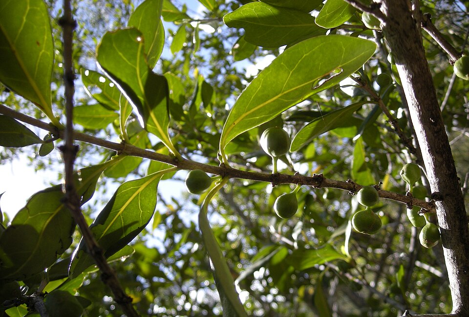 Cyclophyllum coprosmoides (Coast Canthium) (alternate view 8)