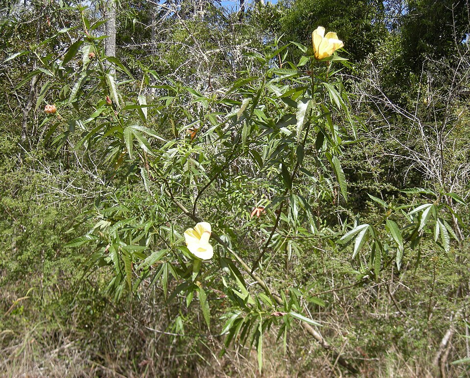 Hibiscus heterophyllus (Rosella) (alternate view 9)