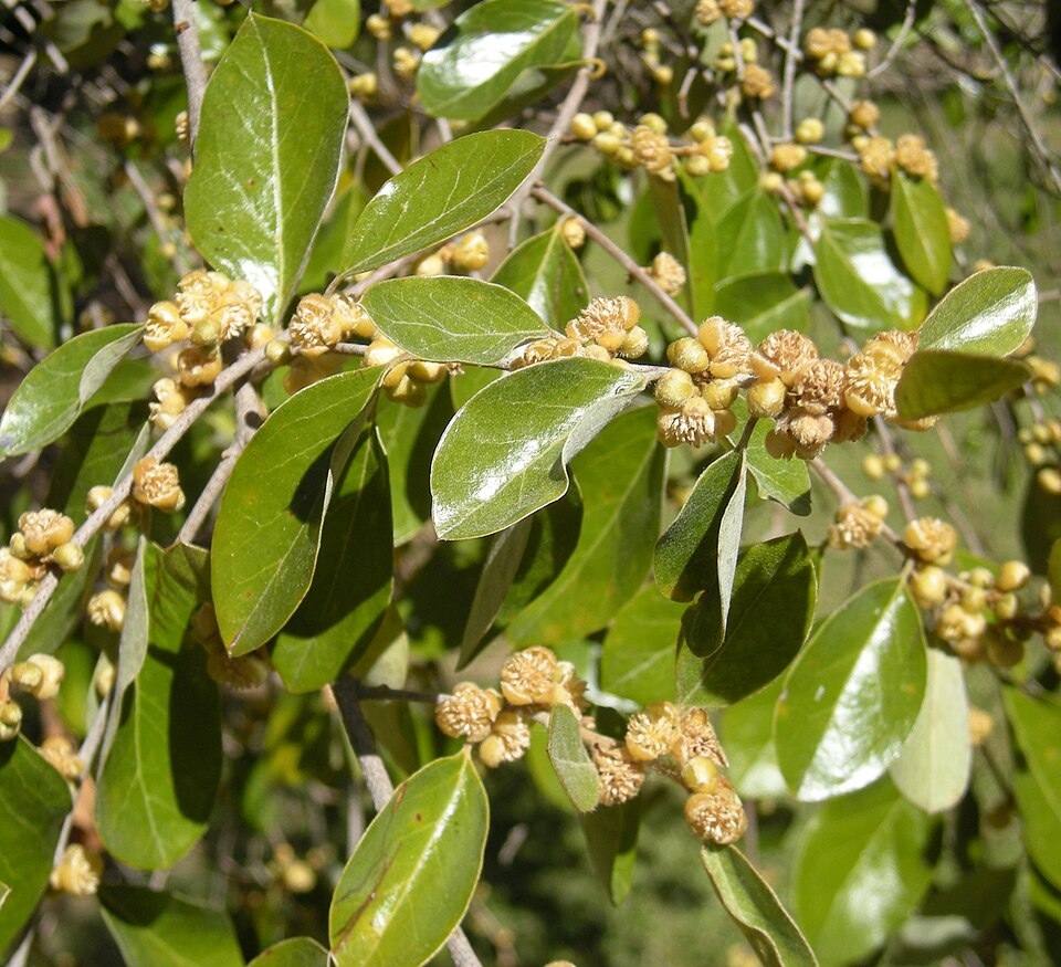 Petalostigma pubescens (quinine bush) (alternate view 3)
