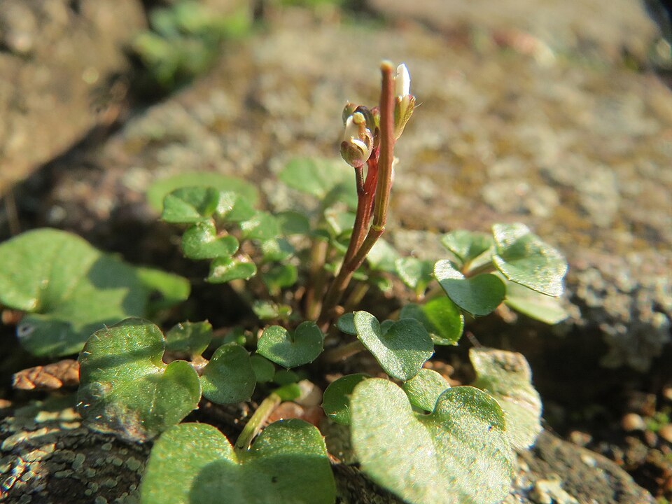 Cardamine hirsuta (shotweed) (alternate view 10)