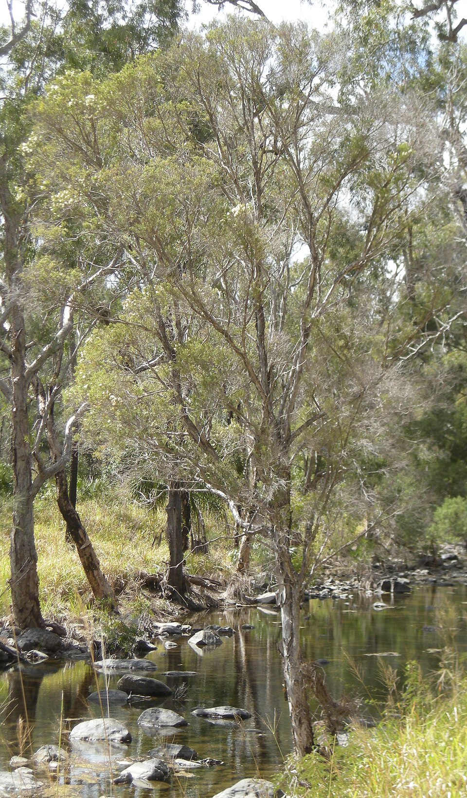 Melaleuca linariifolia (Snow-in-Summer) (alternate view 3)