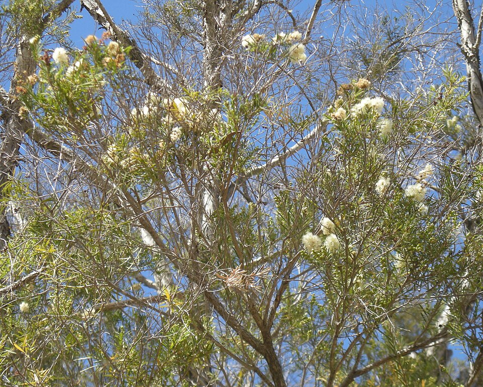 Melaleuca linariifolia (Snow-in-Summer) (alternate view 4)