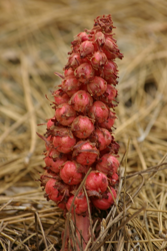Sarcodes sanguinea (Snowplant) (alternate view 8)
